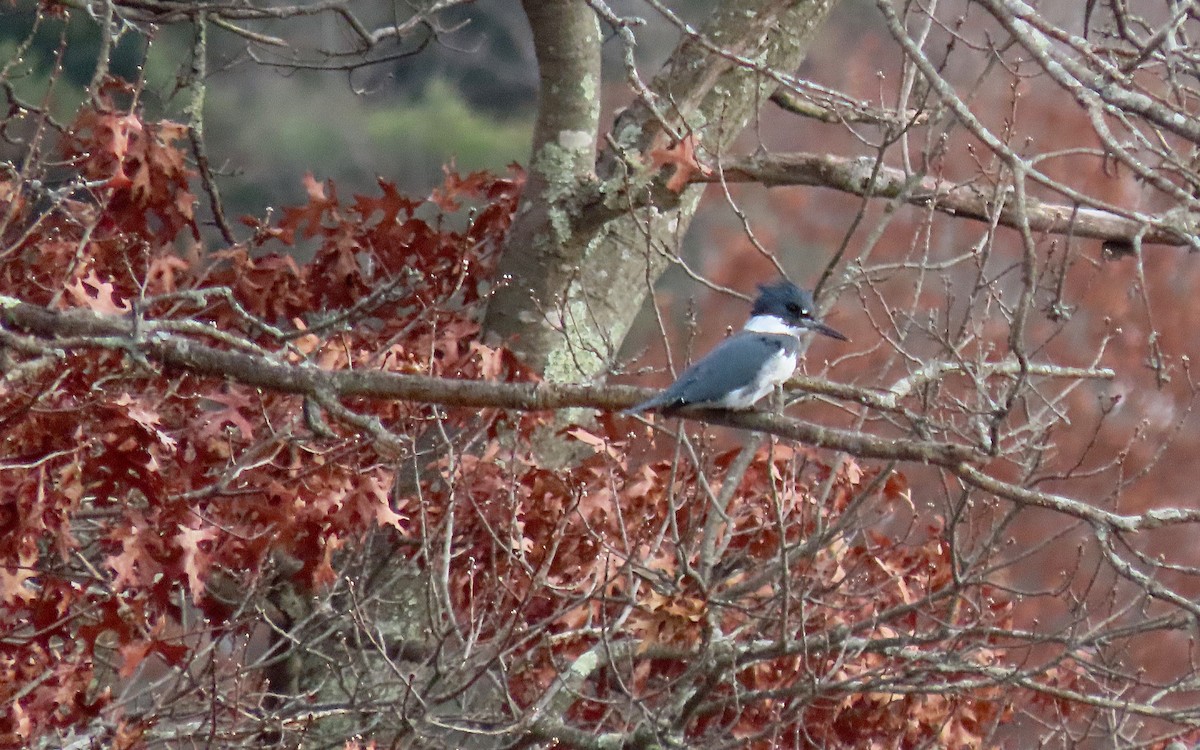 Belted Kingfisher - Jim O'Neill