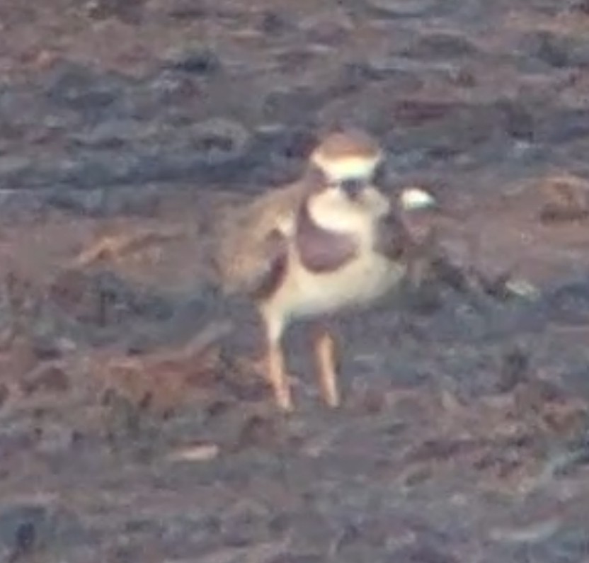 Semipalmated Plover - ML611595142