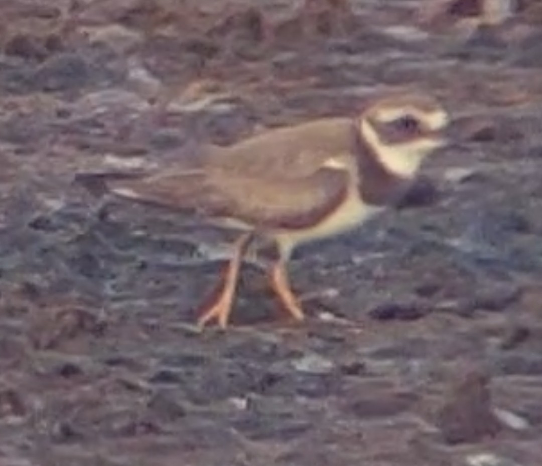 Semipalmated Plover - ML611595143