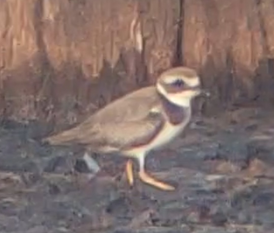 Semipalmated Plover - ML611595144