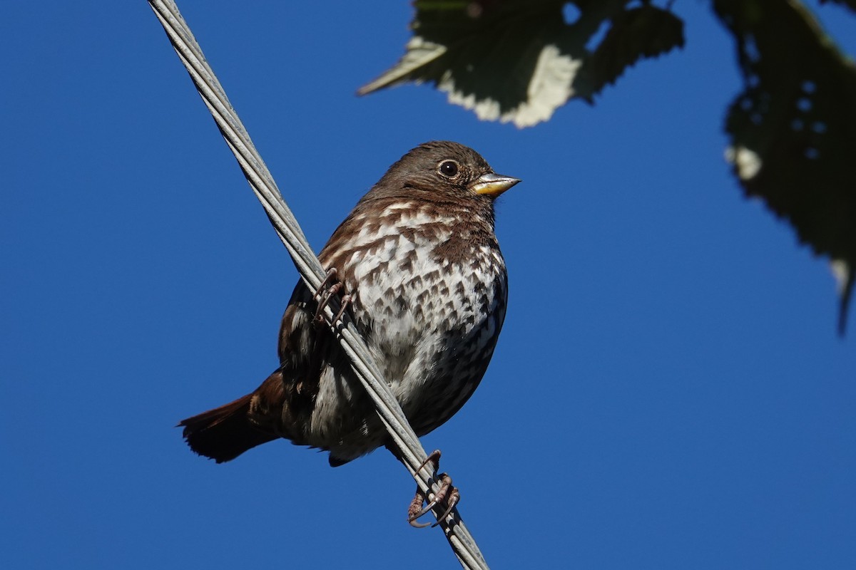 Fox Sparrow (Sooty) - ML611595183
