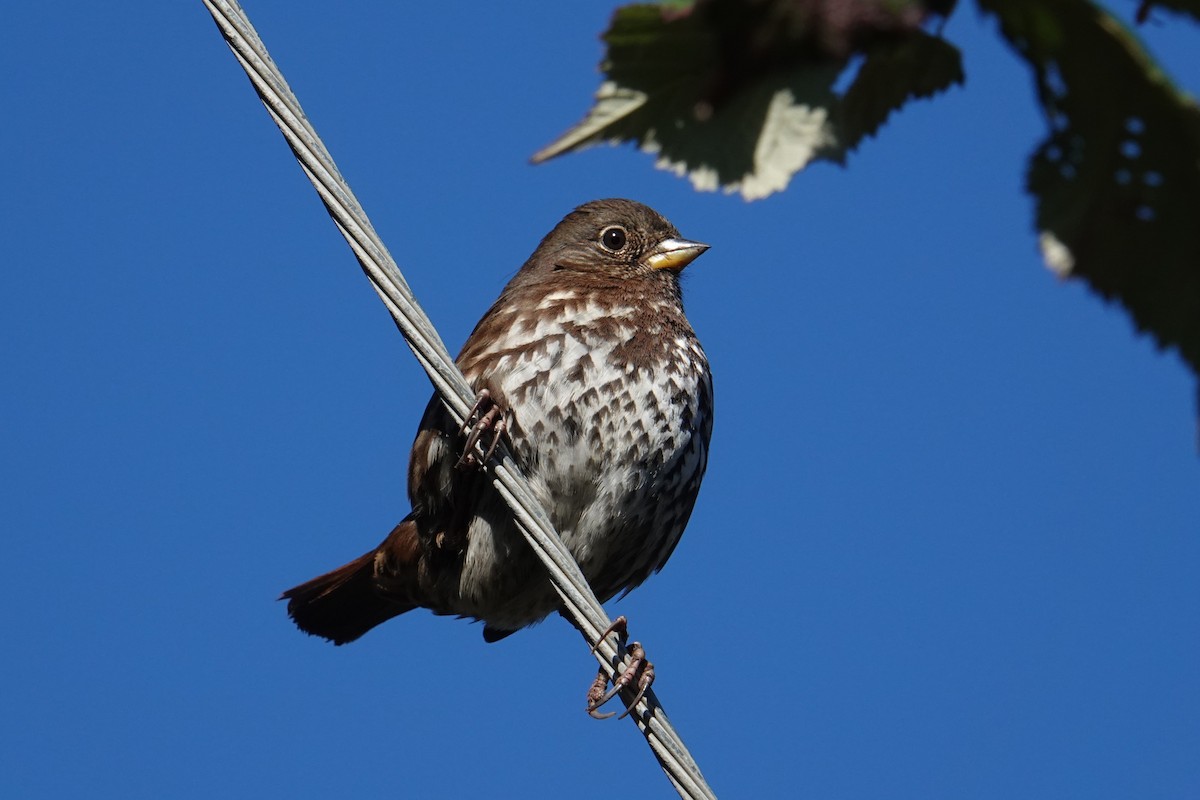 Fox Sparrow (Sooty) - ML611595193