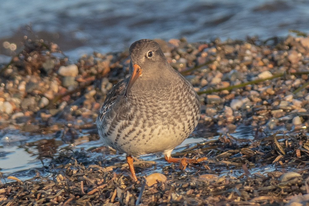 Purple Sandpiper - ML611595203