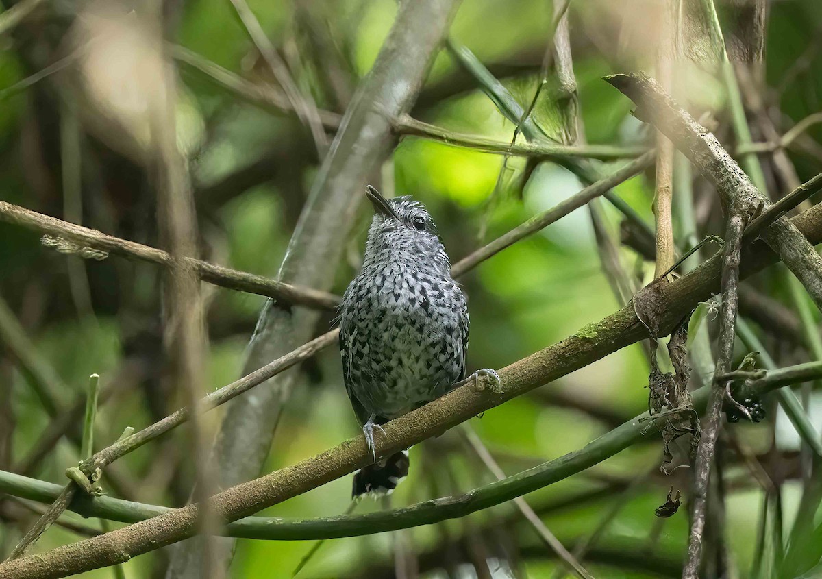 Scaled Antbird - Luis R Figueroa