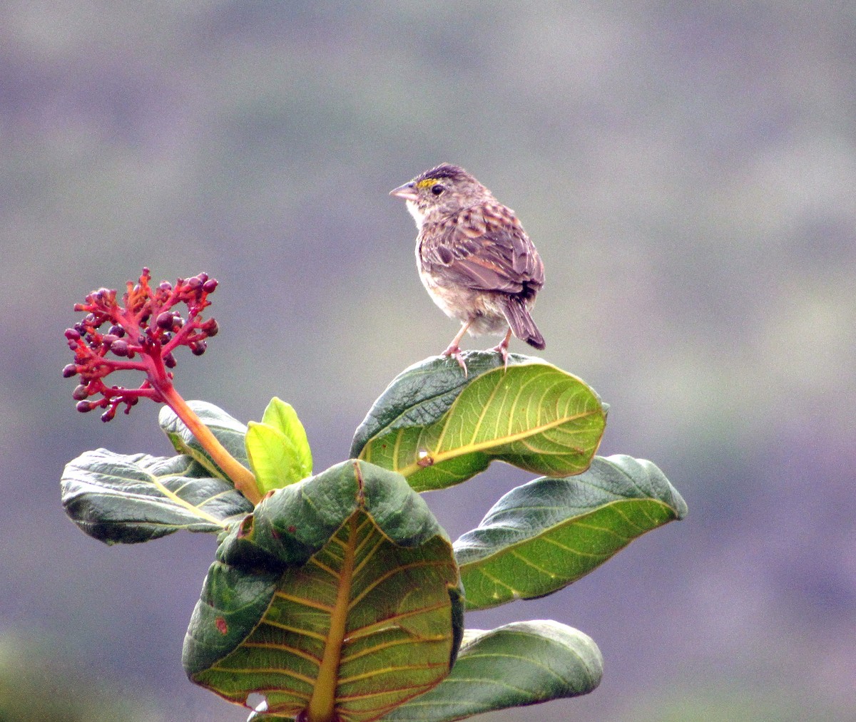 Grassland Sparrow - ML611595276