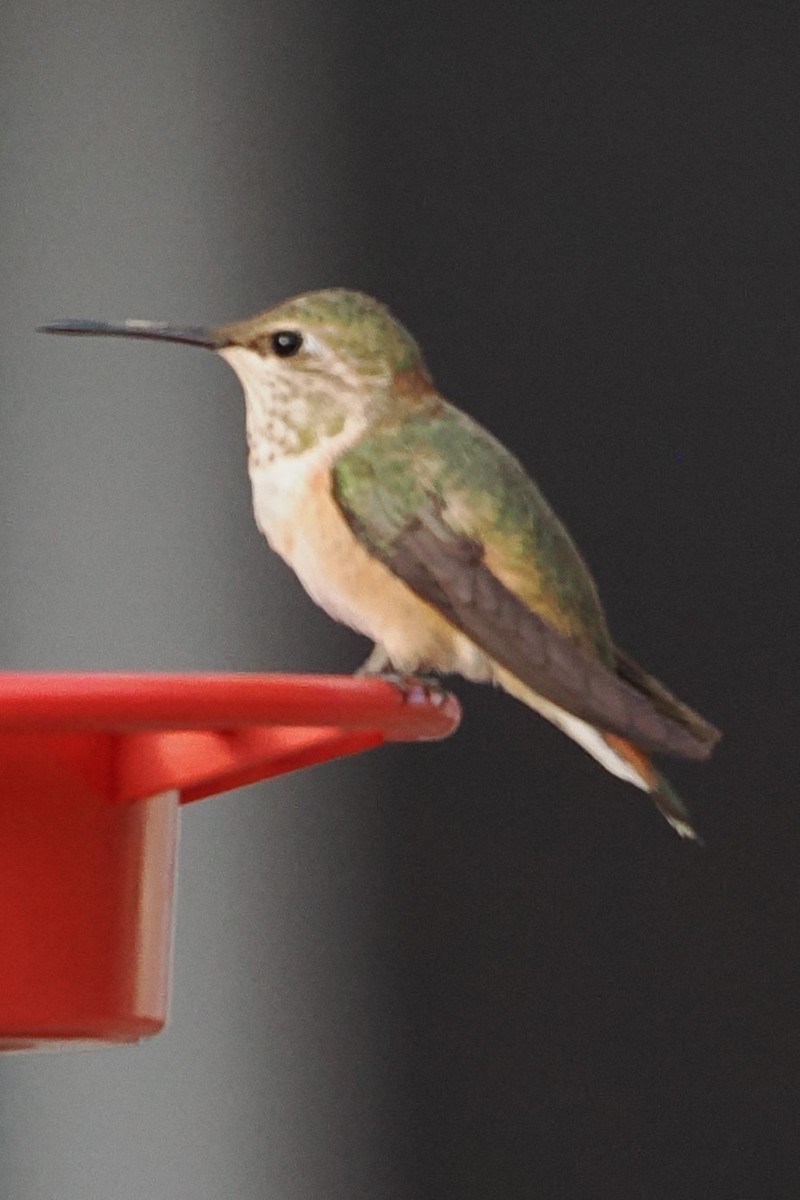 Rufous Hummingbird - ML611595288