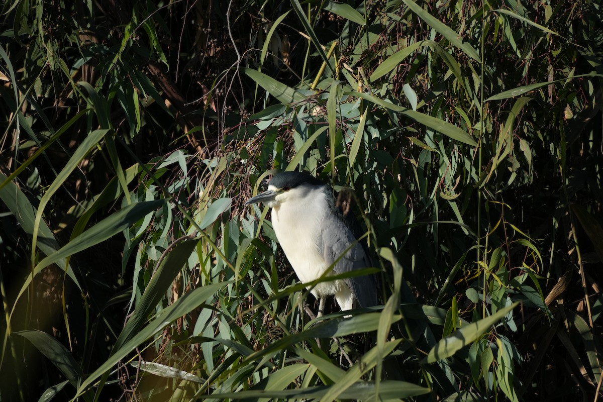 Black-crowned Night Heron - ML611595406