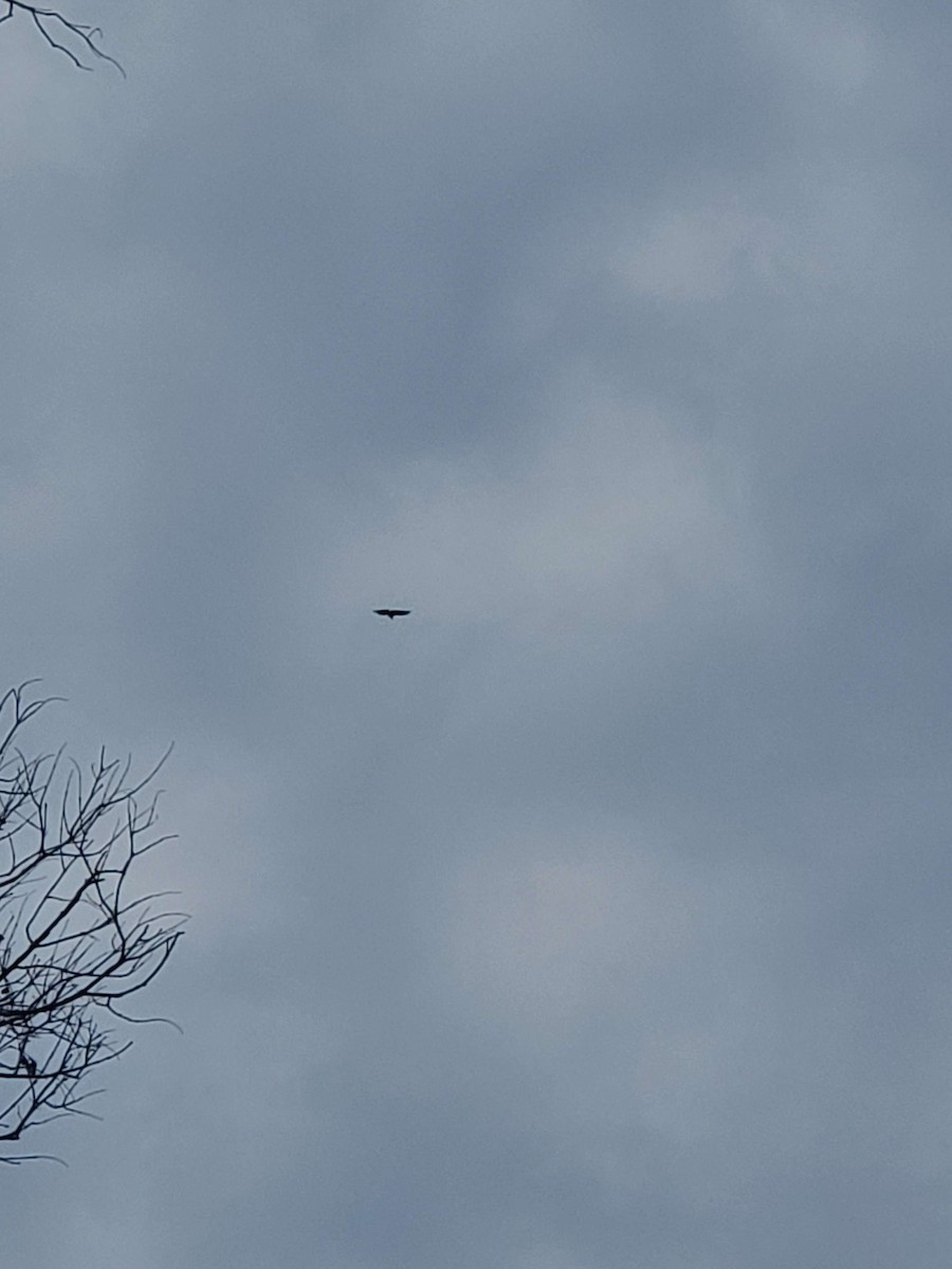 Northern Harrier - ML611595415