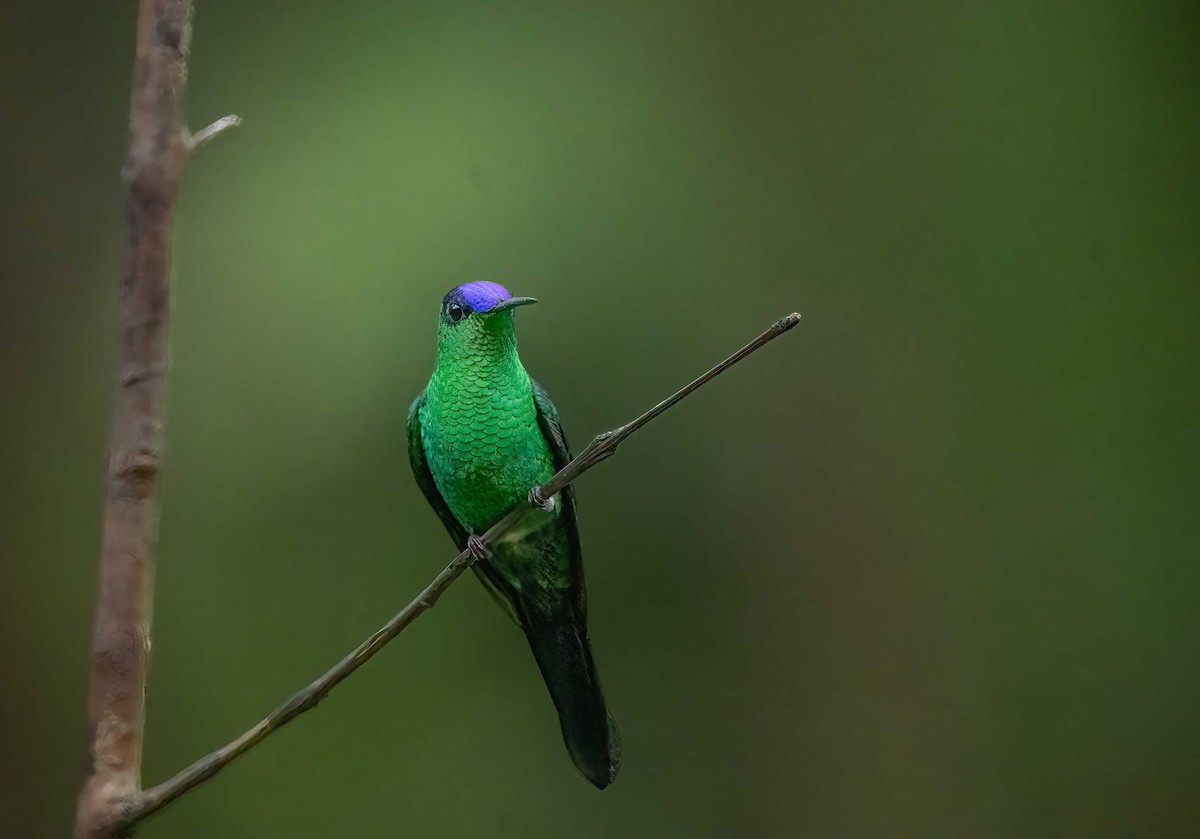 Violet-capped Woodnymph - Luis R Figueroa