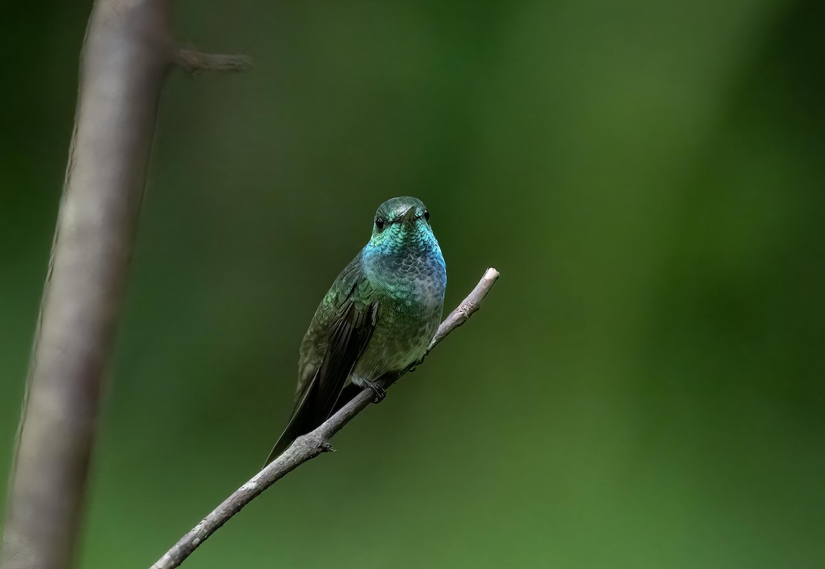 Versicolored Emerald - Luis R Figueroa