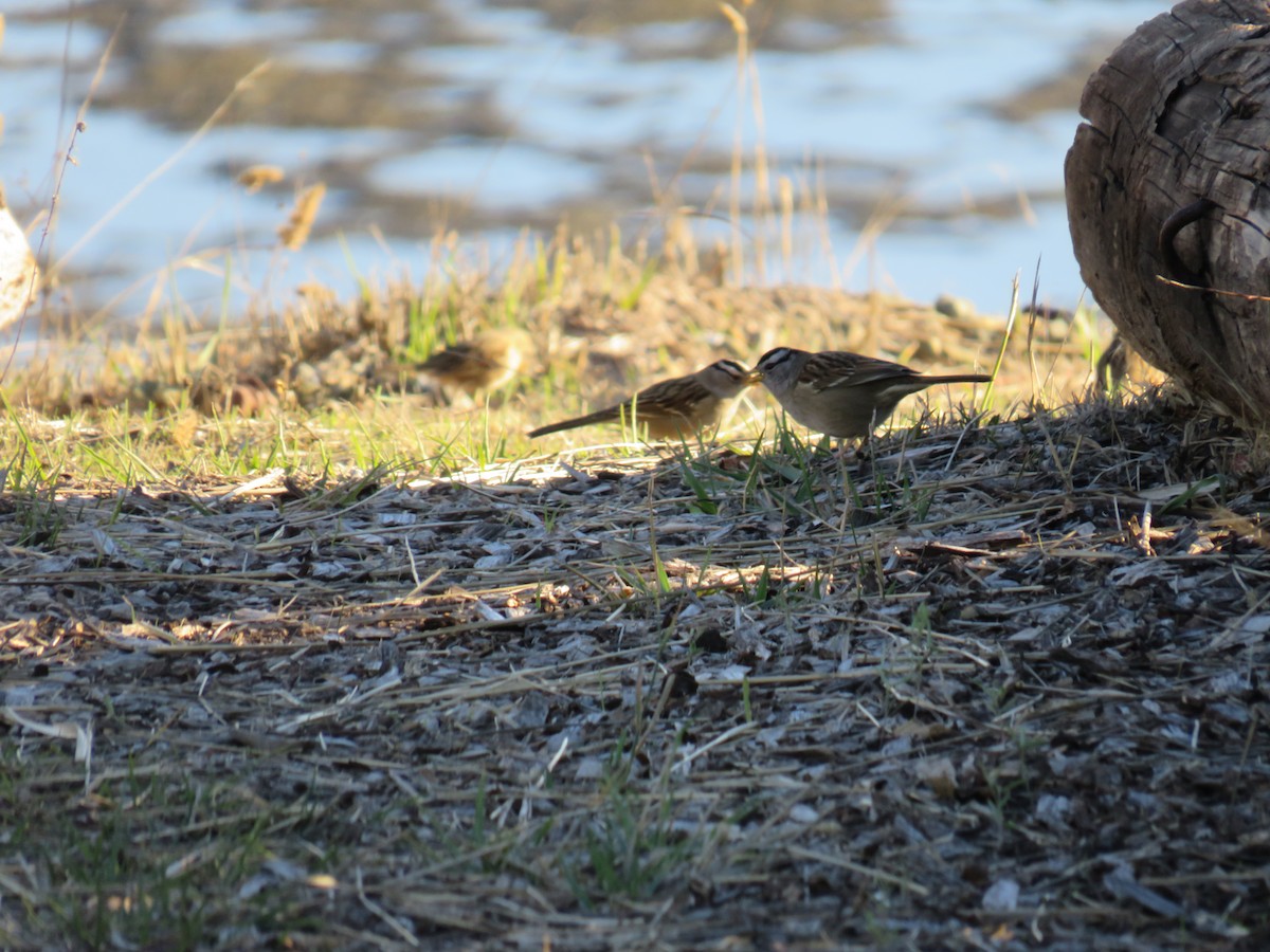 White-crowned Sparrow - Annette Saubon Sole