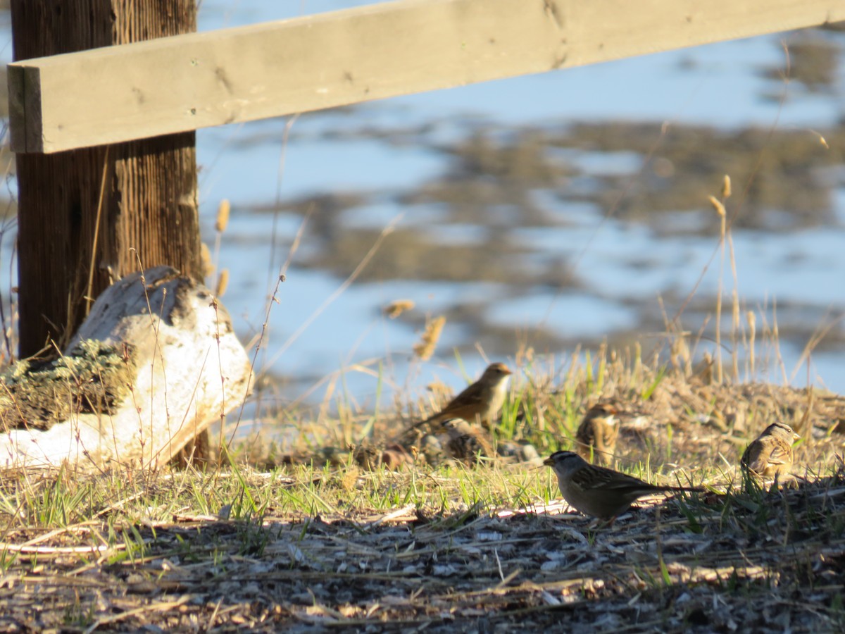 White-crowned Sparrow - ML611595503