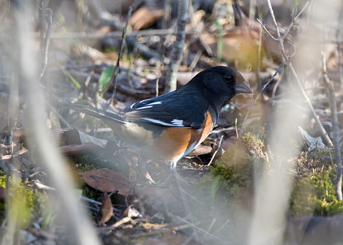 Kızıl Böğürlü Tovi - ML611595552