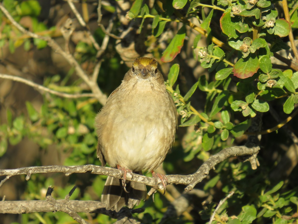 Golden-crowned Sparrow - Annette Saubon Sole