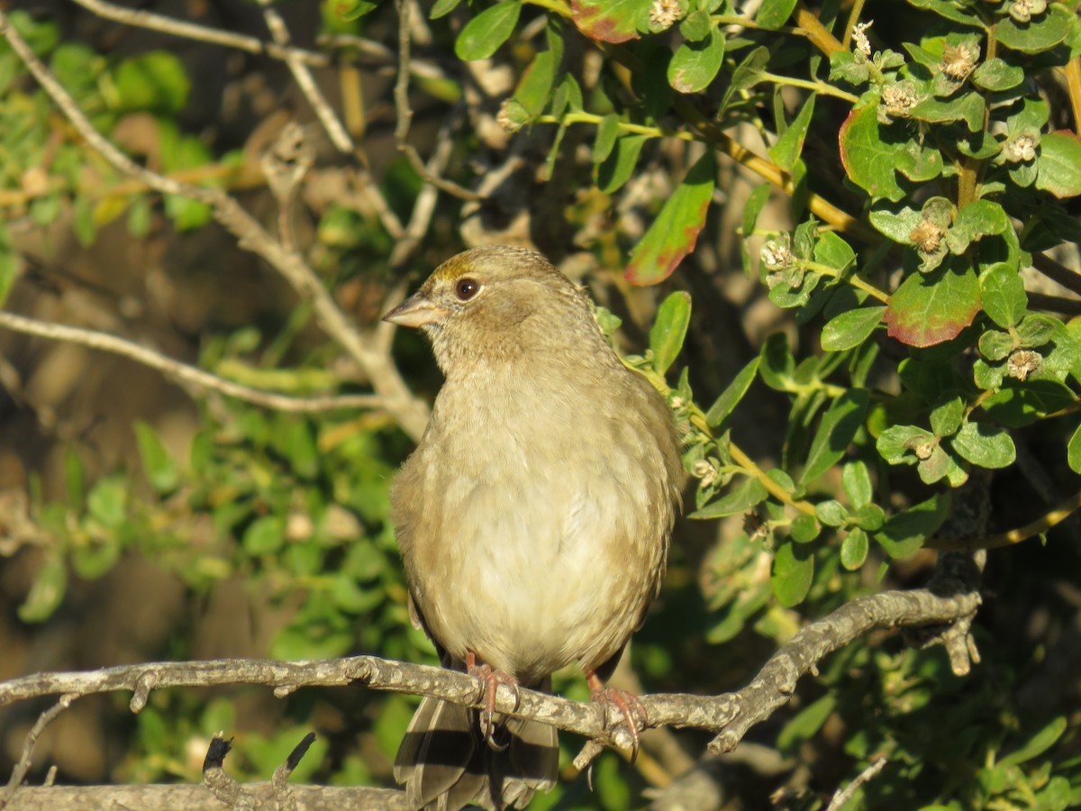 Golden-crowned Sparrow - Annette Saubon Sole