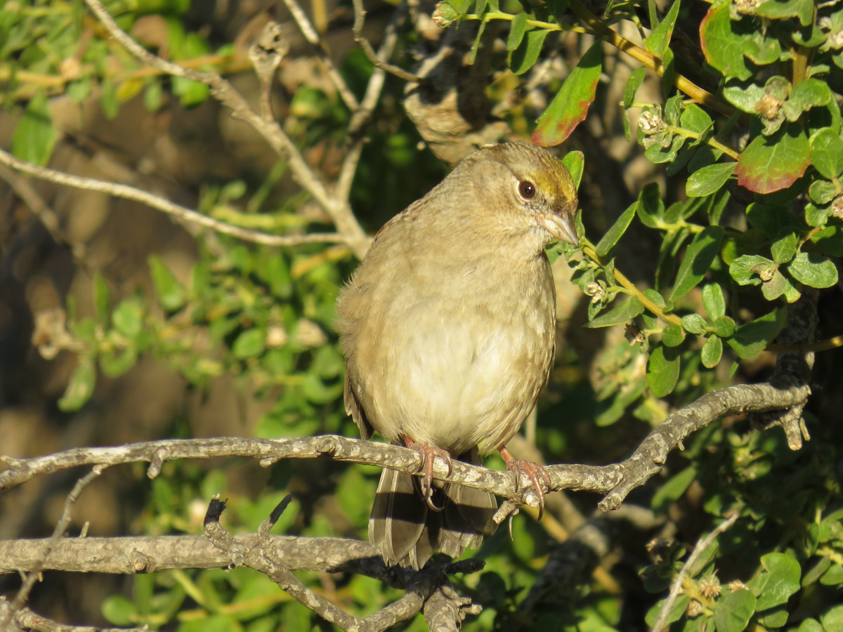 Golden-crowned Sparrow - Annette Saubon Sole