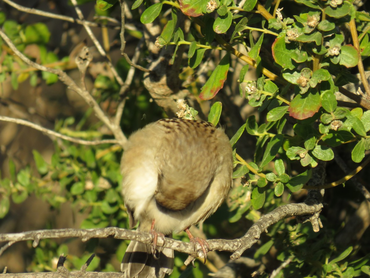 Golden-crowned Sparrow - Annette Saubon Sole