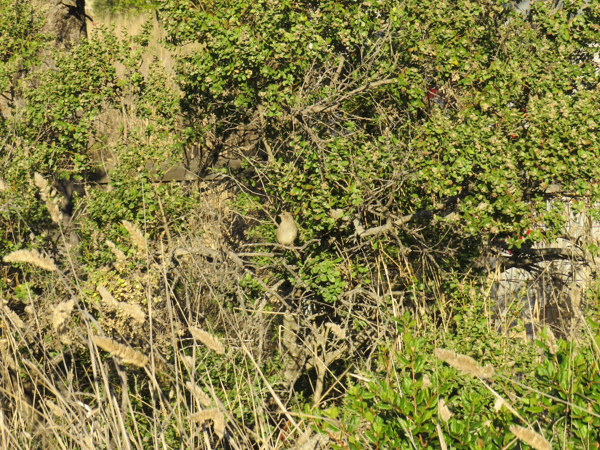 Golden-crowned Sparrow - Annette Saubon Sole