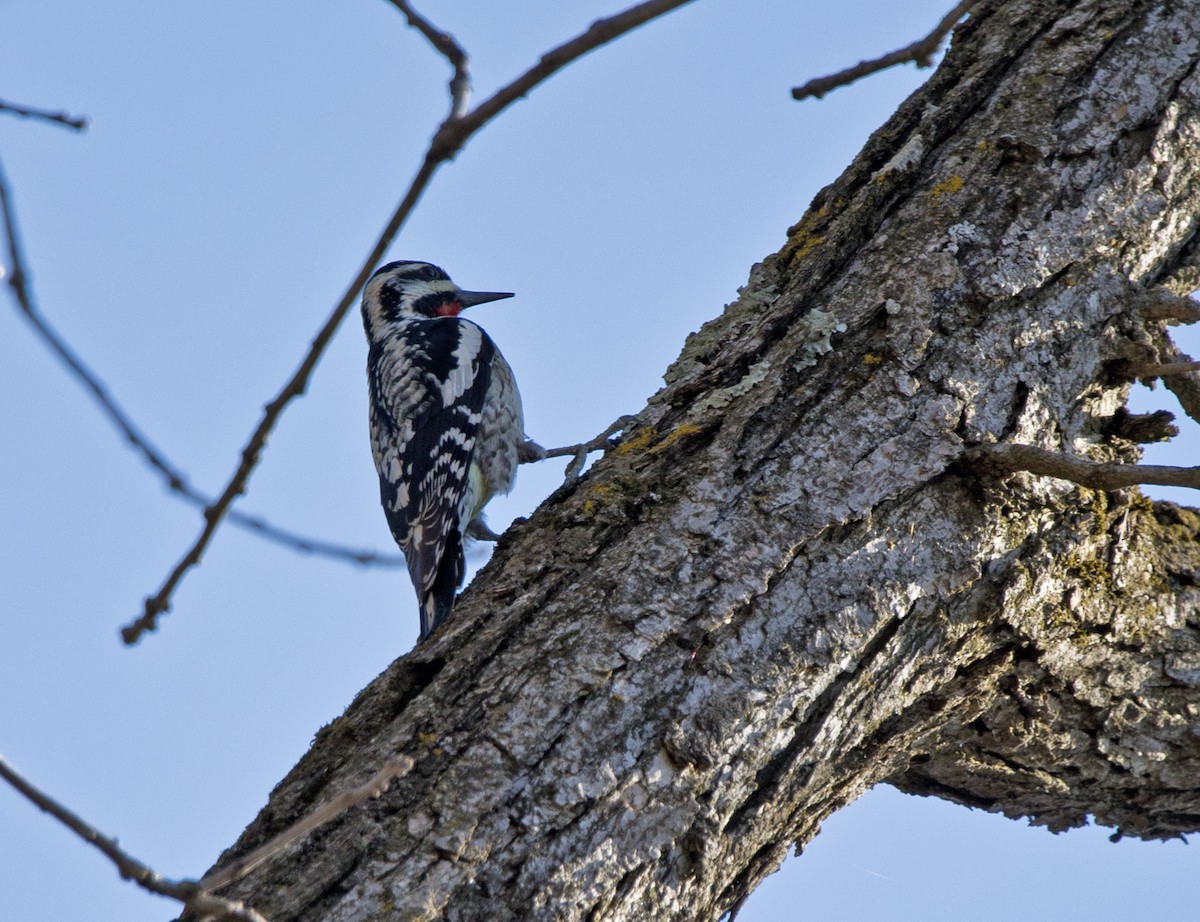 Gelbbauch-Saftlecker - ML611595599