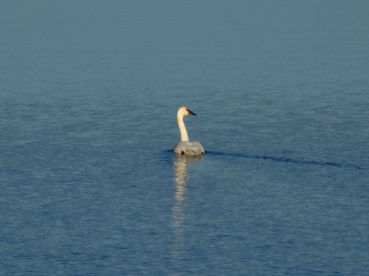 Trumpeter Swan - ML611595626