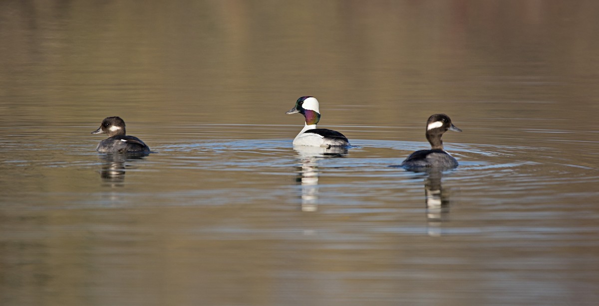 Ak Yanaklı Ördek - ML611595647