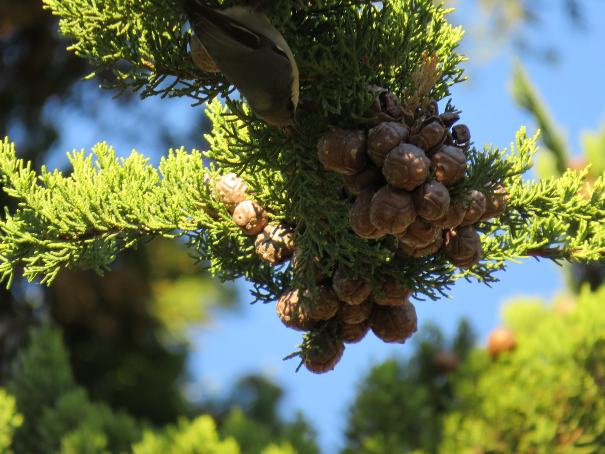 Pygmy Nuthatch - ML611595660