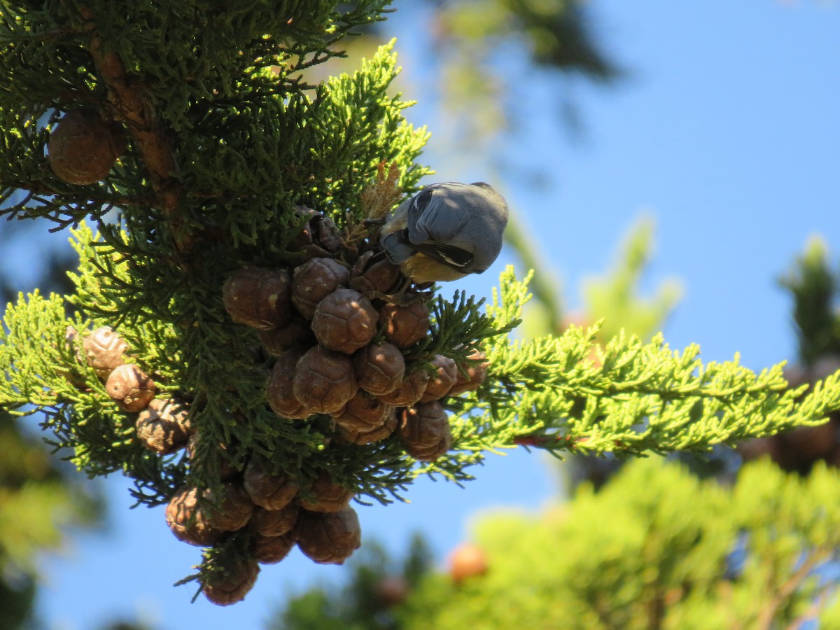 Pygmy Nuthatch - ML611595661