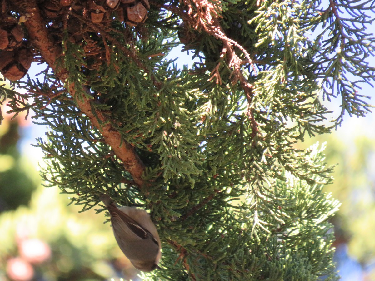 Pygmy Nuthatch - Annette Saubon Sole