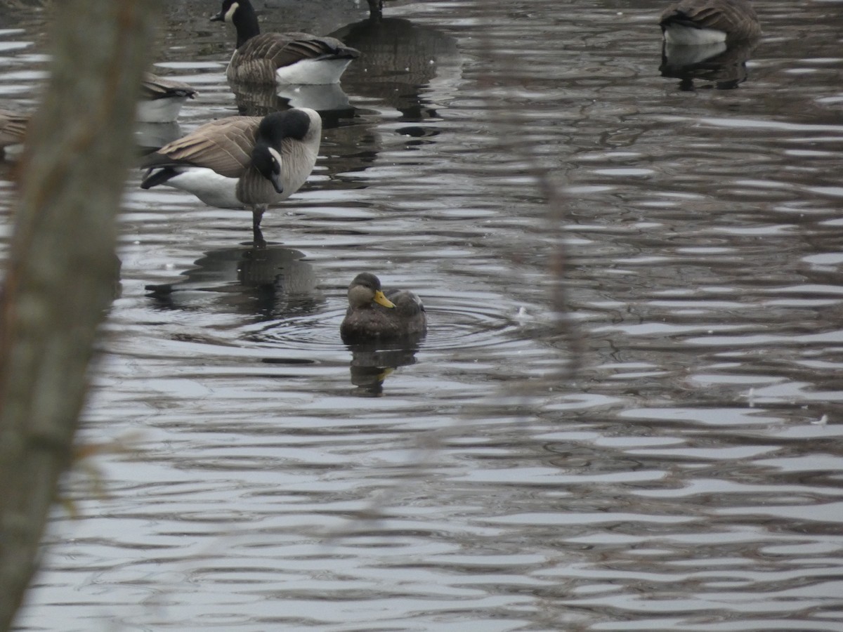 American Black Duck - ML611595685