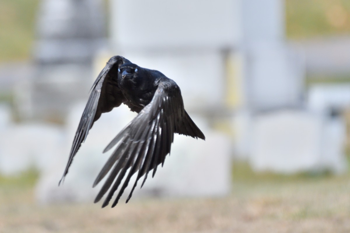 American Crow - Tom Pirro