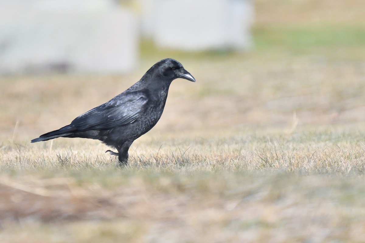 American Crow - ML611595711