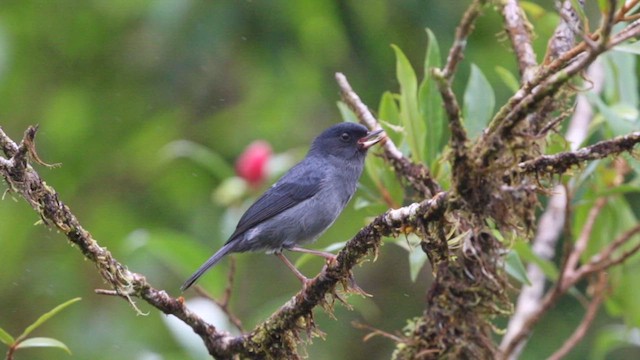 Slaty Flowerpiercer - ML611595736