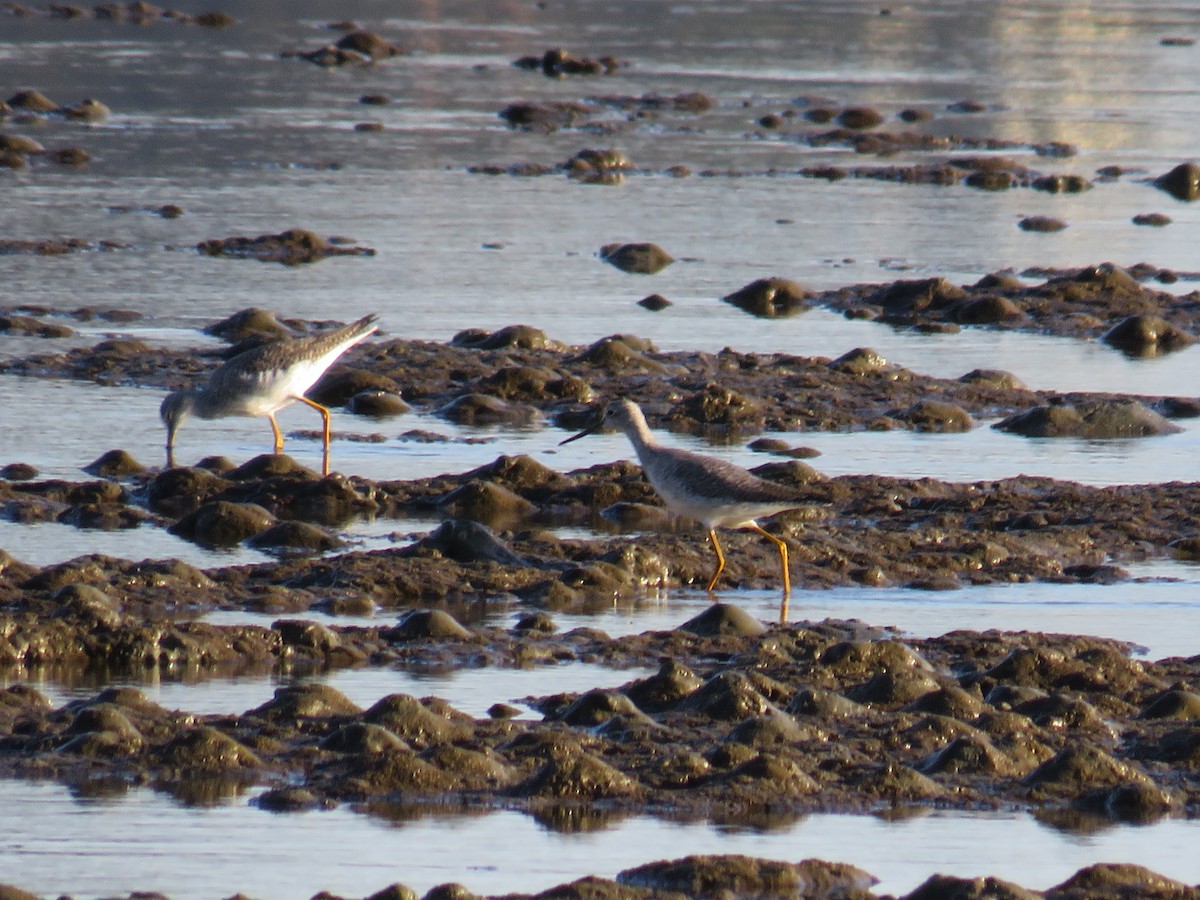 Greater Yellowlegs - Annette Saubon Sole