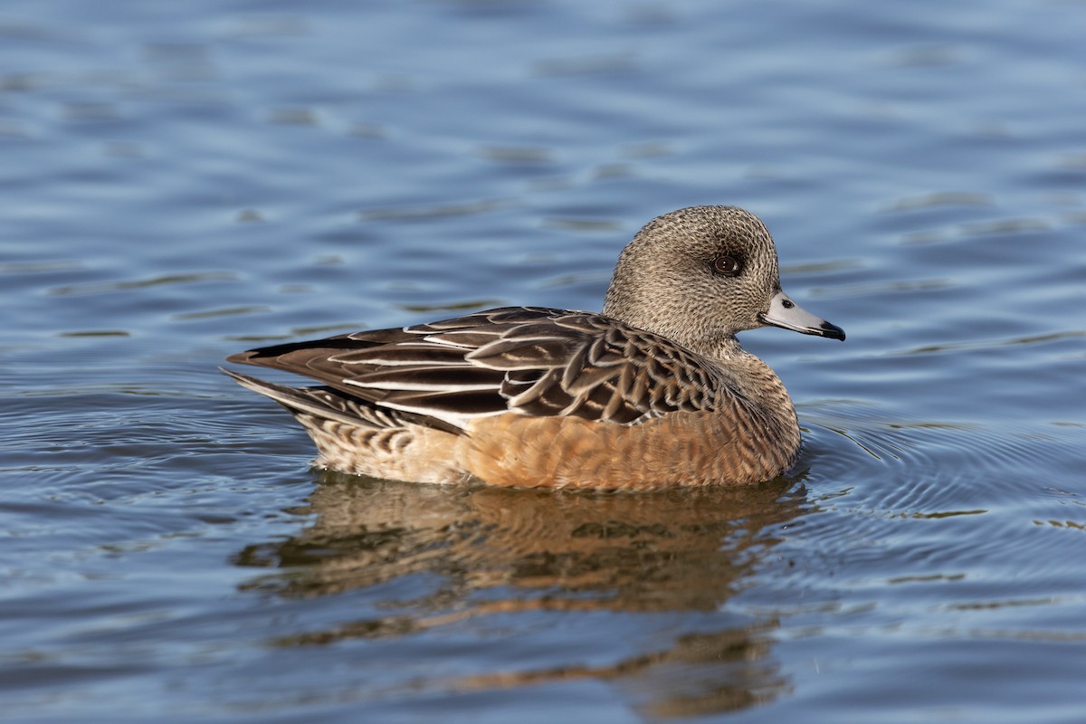 American Wigeon - ML611595874