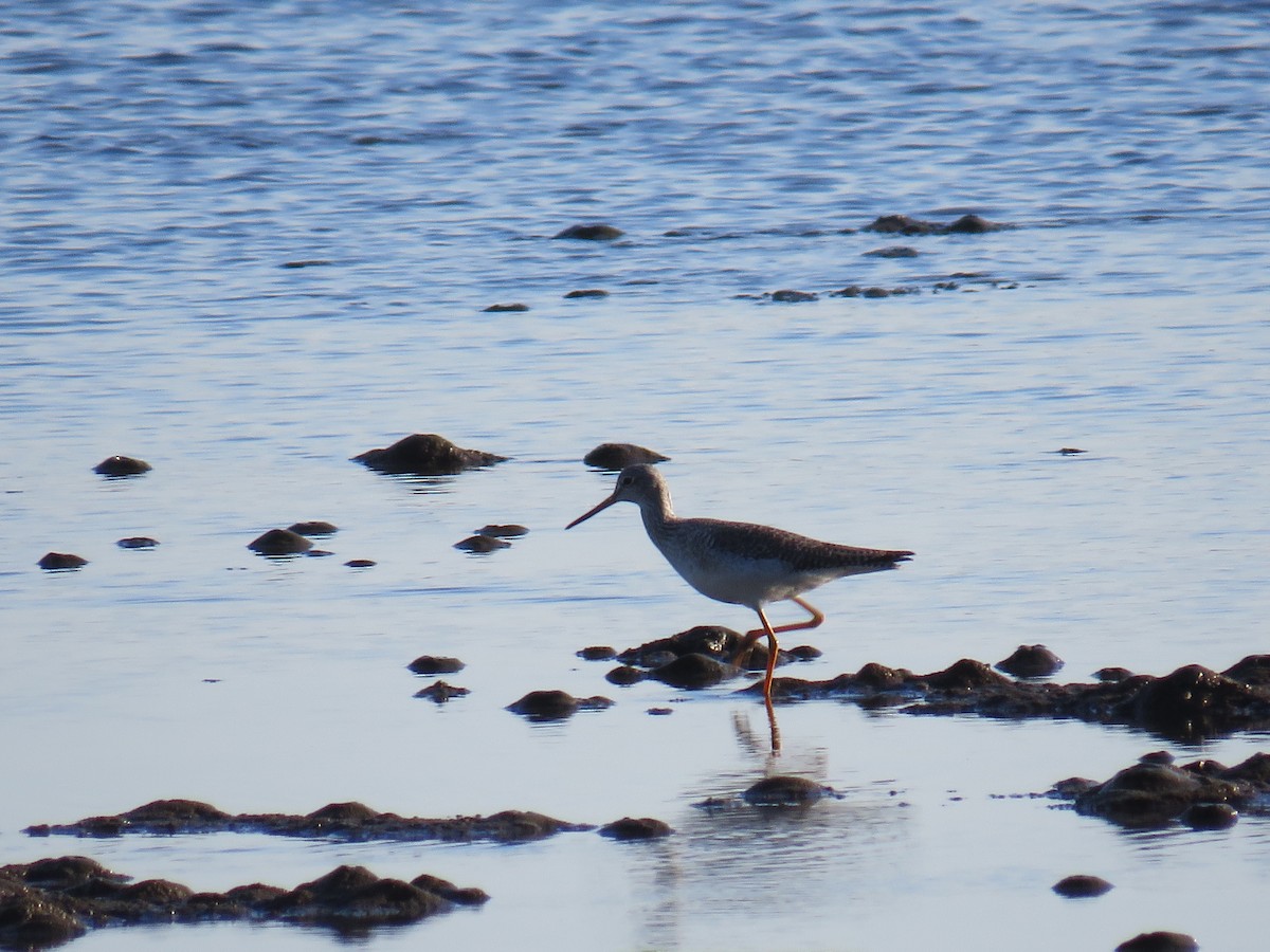 Greater Yellowlegs - ML611595875