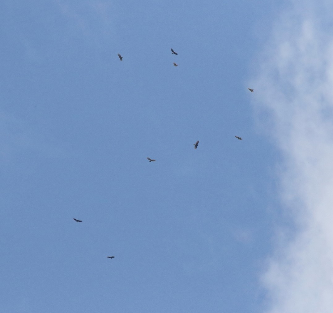 Hook-billed Kite - ML611595899