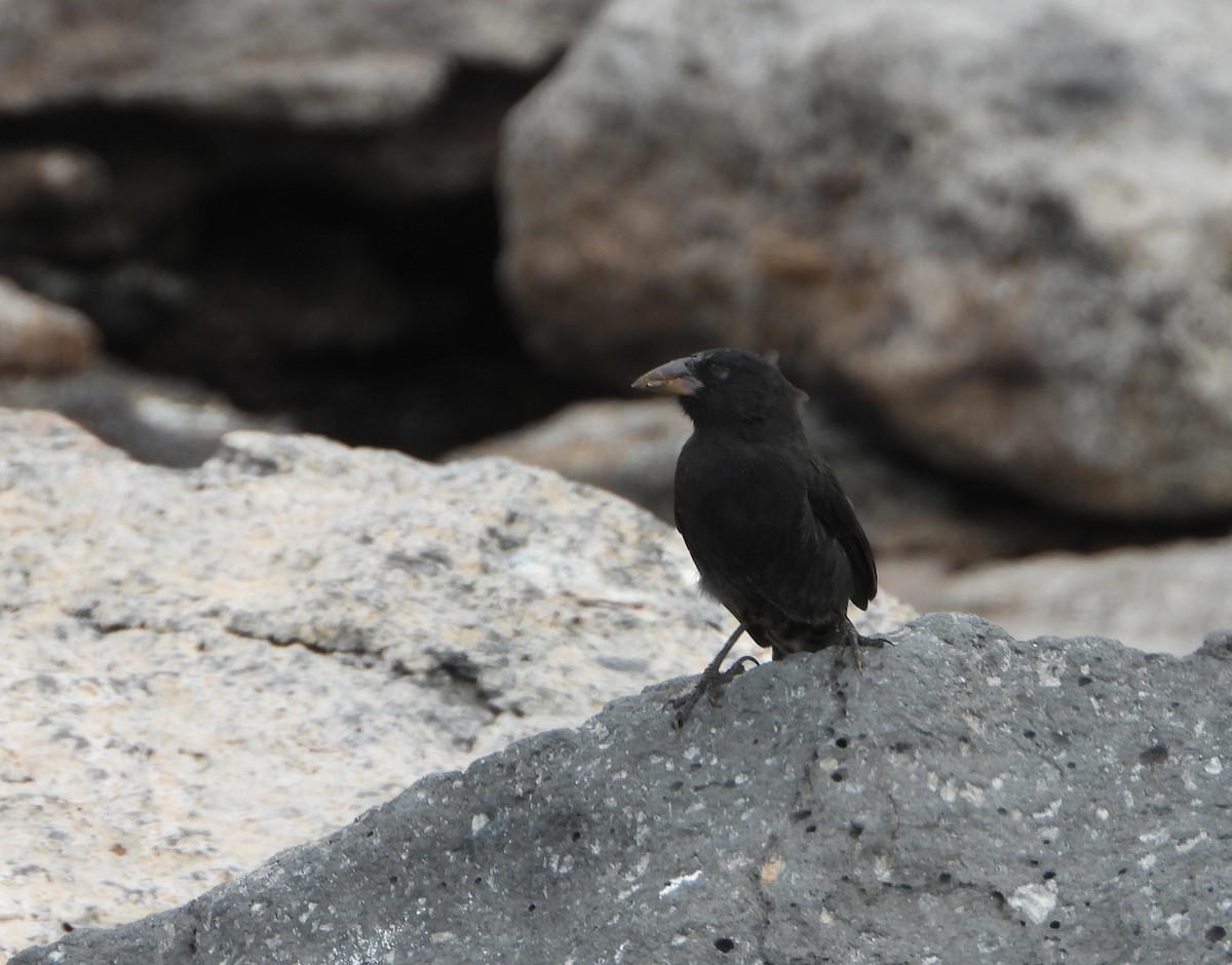 Common Cactus-Finch - Jack (Ardent Plover) Doutrich