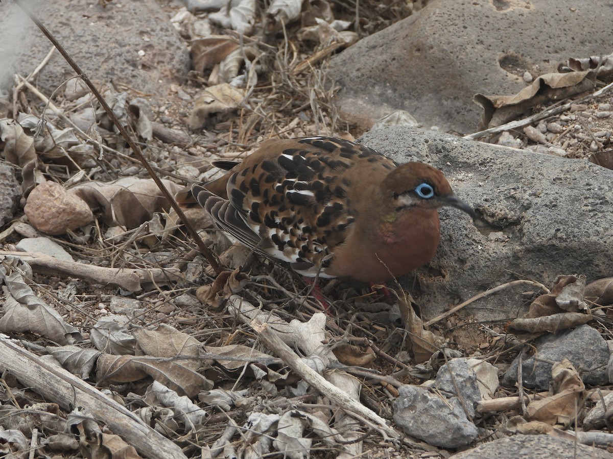 Galapagos Dove - Jack (Ardent Plover) Doutrich