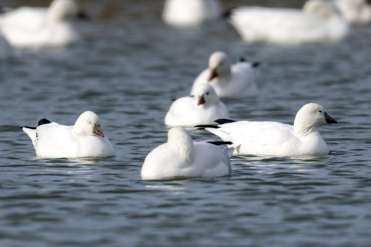 Ross's Goose - ML611596027