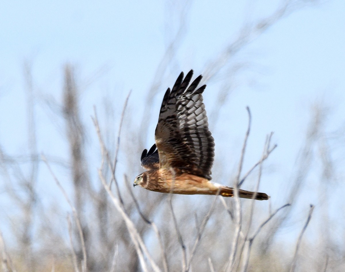 Northern Harrier - ML611596071