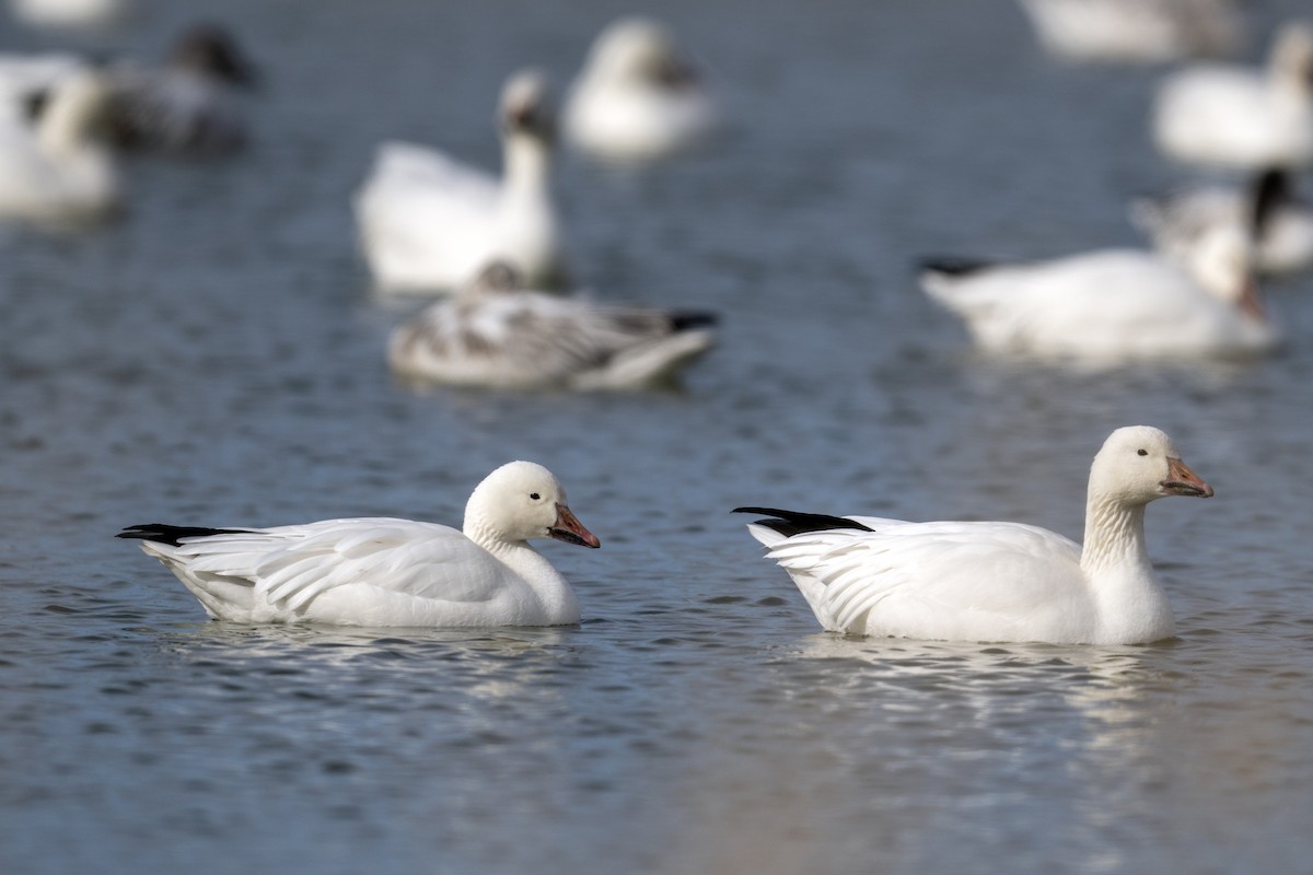 Snow Goose - Laurel Rivers