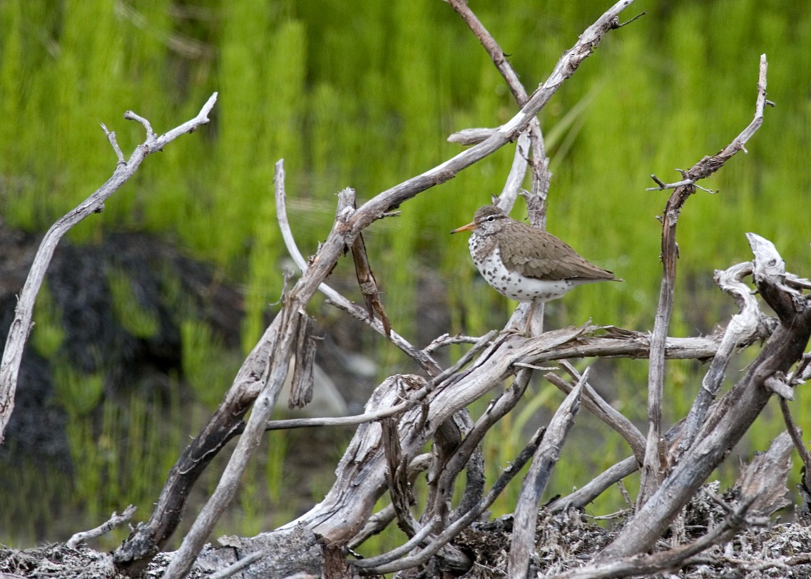 Spotted Sandpiper - ML611596324