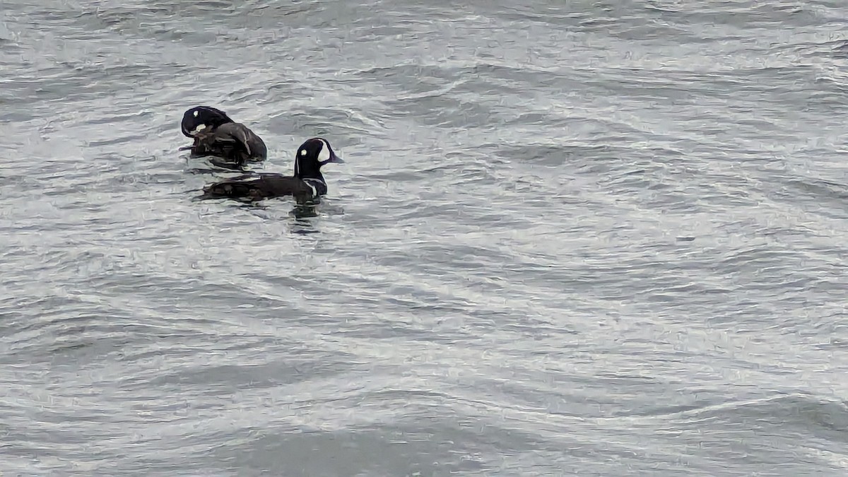 Harlequin Duck - Gabriele Walser