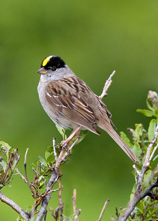 Golden-crowned Sparrow - ML611596336