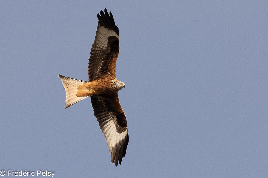 Red Kite - Frédéric PELSY