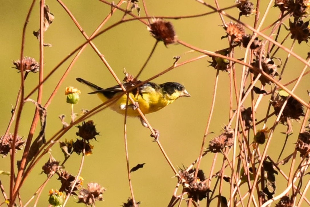 Lesser Goldfinch - ML611596580