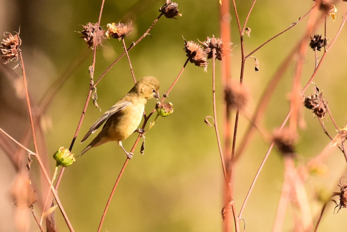 Lesser Goldfinch - ML611596581