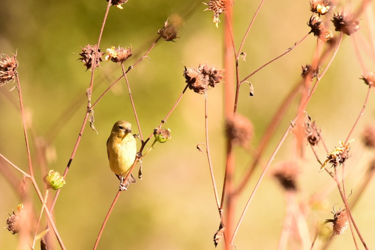 Lesser Goldfinch - ML611596582