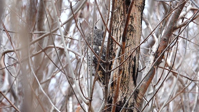 Long-eared Owl - ML611596679