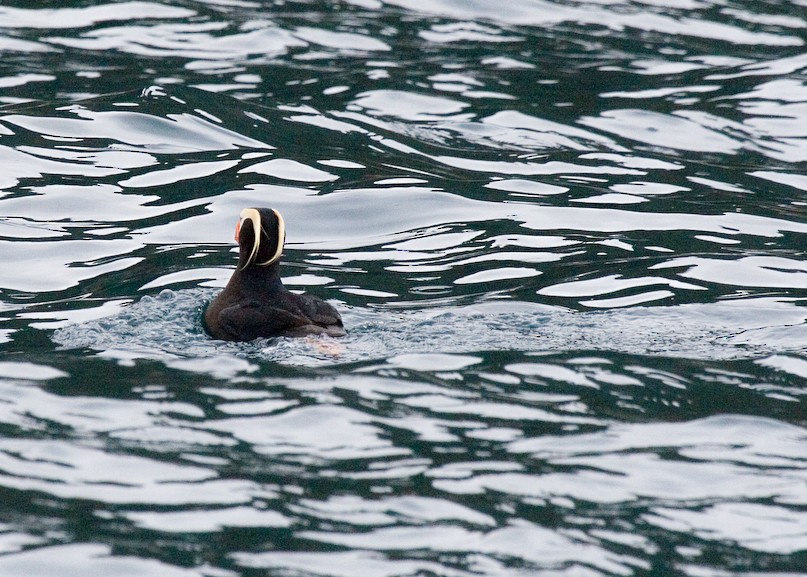 Tufted Puffin - ML611596711